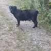 Cane Corso puppies