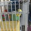 50$ with cage parakeet selling from commerce township michigan 