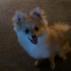 Pomeranian male rehoming fee is 500