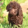 Standard Poodle Puppies