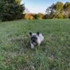 French bulldog puppies for sale, Pardeeville, Wisconsin