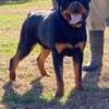 AKC Registered Rottweiler Female Puppies