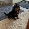 Cavapoo puppies & Shorkie Puppies   3 Puppies Available