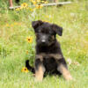 Beautiful Family-Raised German Shepherd Puppies, AKC Reg Ready for new homes