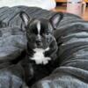 Family raised Frenchie male for sale
