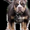 One year old female tri American bully for sale