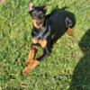 AKC Doberman Puppies for Sale