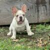 French bulldogs full AKC