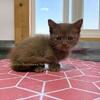 Cinnamon Munchkin Kitten