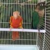 Green Cheek Conure Mutation Pair