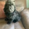 Black Panther is the smallest of the twin boys with an amazing coat. Hes an F1B goldendoodle