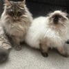 Siberian Forest Cats (Bonded Pair)