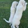 Livestock Guardian Puppies