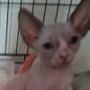 Sphynx kittens in N. Calif