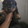 Rottweiler pups ready end of August