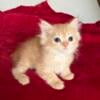 Scarlett - female ragamuffin kitten for sale