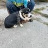 Female Corgi 4 years old!