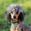 AKC/CKC Phantom Merle Male Poodle PROVEN and Firm On Price! $1500.00