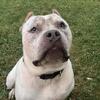Adult American Bully (Male) – Pedigree – Family Friendly – Intact – Toronto/GTA