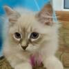 Sweet Hypoallergenic Siberian Female Kitten with Blue Eyes