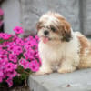 Beautiful Shih Tzu Puppies