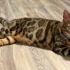 Playful Female Bengal Cat