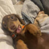 LONGHAIRED FEMALE MINI DACHSHUND