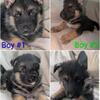 4 Boy Shepsky Puppies (willing to work with price)