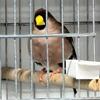 Finches for sale. CHEAP .