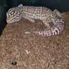 leopard gecko group females sold 