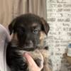 European pedigree German shepherd puppies