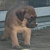 Mastiff Puppies Ready for Furever Homes