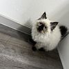 Seal point Himalayan kittens ready for rehoming