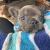2 Female Fluffy Carrier Frenchy Puppies Available (Micro)