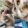 Persian Kitten CFA beautify