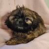 Shih-tzu Gorgeous little girl-PENDING!