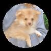 Available a pomeranian puppy