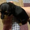 CKC Mini Dachshunds Dapples, Black and Tans, Sables Male and Females Available.