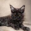 Maine Coon boy 3 months old
