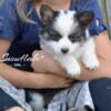 Adorable cuddly and FLUFFIE Corgi pups! 