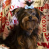 Teacup Tiny Toy Morkie Male Puppy WV