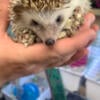 Female Hedgehog + Cage essentials