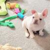 French bulldog puppy