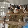 Black Cheek Zebra Finch