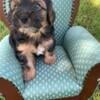 COOPER BIEWER YORKIE