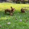 Male Dachshund Puppies