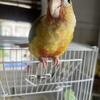 Pineapple Conure