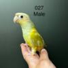 Dilute male green cheek conure