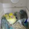 Parrotlet proven pair with babies