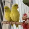 Female parrotlets 4 months old semi tamed